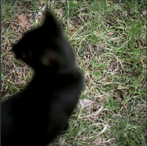 Image description is not available for 2010.037